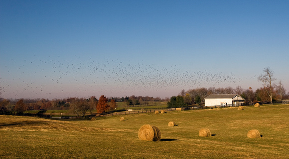 Hay rolls with birds