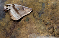 Moth wing on rock